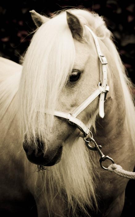 Fotoshoot van jou en je paard(en).